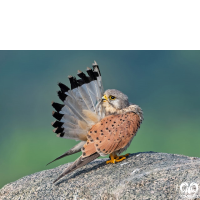 خانواده شاهینیان Falconidae